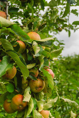 Apples on a tree makro