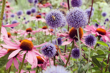Obraz premium Echinacea 'Pink Parasol' and Echinops ritro Veitch's Blue globe thistle in flower