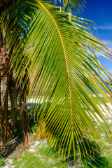 Coconut Palm trees in the Florida Keys