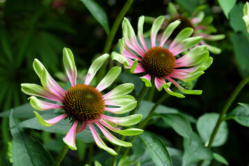 echinacea purpurea 'green twister' in flower