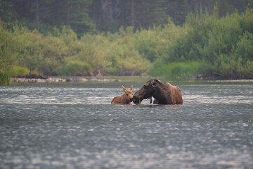 mother moose and her calf  in the water
