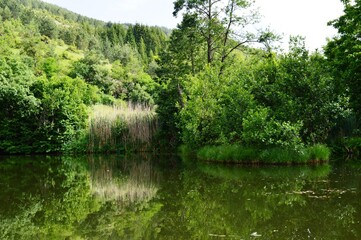 a green reflection of the plants in the lake