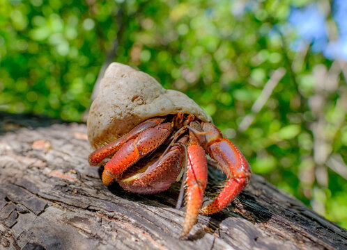 A curious hermit crab, decapod crustaceans of the superfamily Paguroidea comes out the tree roots to forage for food