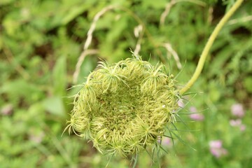 Closeup of a blooming wild carrot 
