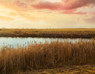 The setting sun on a farm slough with cattails. 