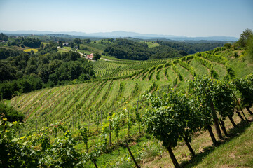 Fototapeta na wymiar Green vineyards in Slovenia wine region Jeruzalem