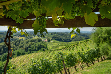 Green vineyards in Slovenia wine region Jeruzalem