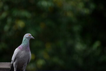 pigeon in the park