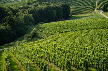 Sunset over the vineyards in Slovenia