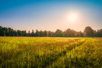 Bright sun rising over the green wild plant's meadow