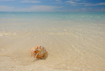 Crystal clear waters of the Dry Tortugas reveal colorful crustacean shells on it's warm shores.