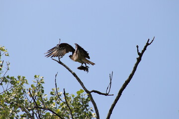 osprey with catfish in tree