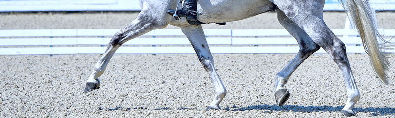 Dressage horses and rider in uniform. Horizontal banner for website header design. Equestrian sport...