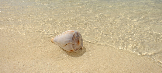 Fototapeta na wymiar Crystal clear waters of the Dry Tortugas reveal colorful crustacean shells on it's warm shores