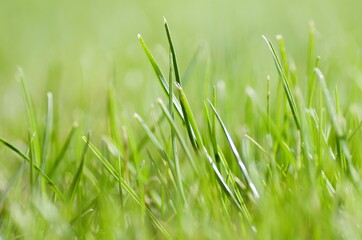 Grass Background