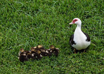 Proud mother muscovy duck with white, black, and red markings is proudly looking over her group of brown and yellow ducklings on green grass.
