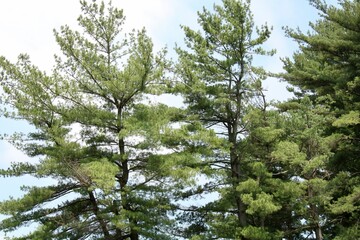 green pine trees against cloudy sky 