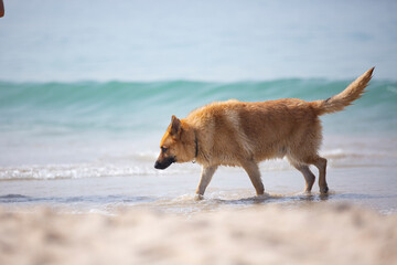 dog walking on the beach with breaking wave in the background
