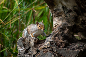 squirrel on a tree