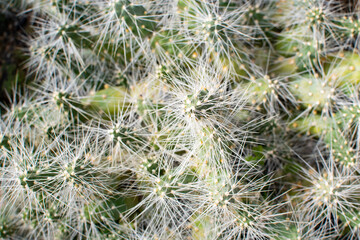 cactus background with thin needles