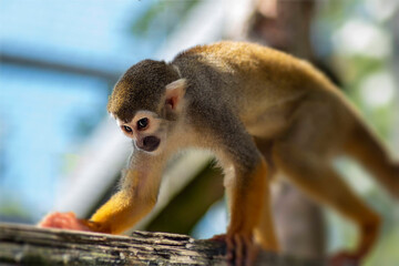 Squirrel monkey on tree