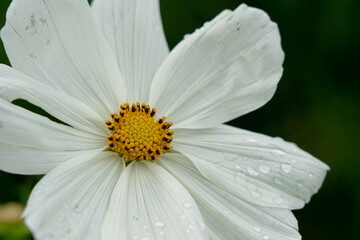 Fototapeta premium white daisy flower