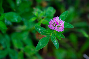 pink flower in the garden