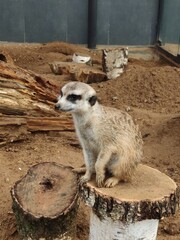 Cute meerkat stands on its hind legs and looks around. a family of meerkats on the sand and trees. Suricata suricatta