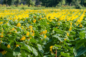 cultivation of sunflowers in the south west of France