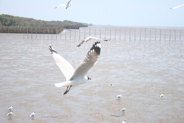 Seagull birds flying beyond the sea