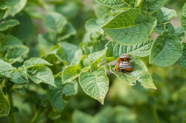 Colorado beetles on damaged green leaves potato bush in the garden. Two striped pests bugs eat potato leaves close-up.