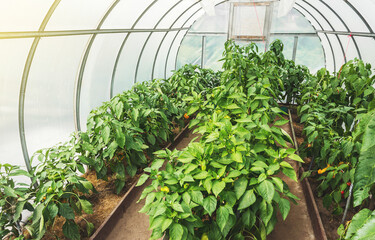 Small round polycarbonate greenhouse inside with paprika cultivation. Growing own organic vegetables, eco food