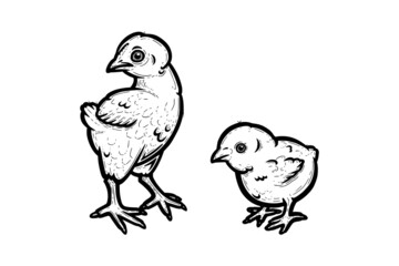 Realistic baby chickens outlined in white background. Free grazing chicks in the runch. Hand drawn vector illustration - obrazy, fototapety, plakaty