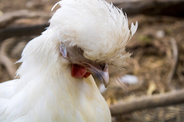 close up of a white rooster 