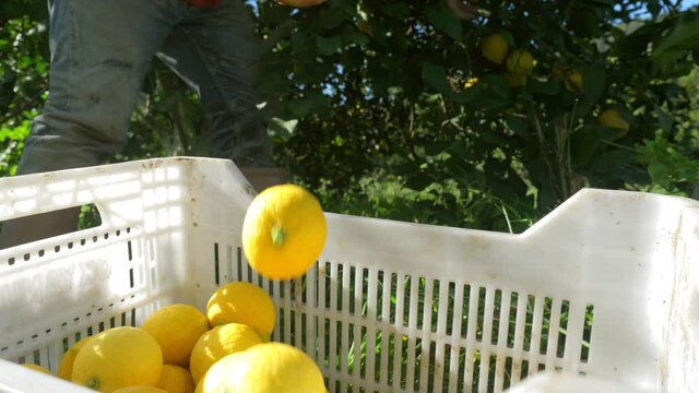 lemon harvest in Turkey, fruit farming agriculture. lemon production and transportation. fruit tree, fruits and vegetables. farmer harvesting lemon tree, box with ripe lemons