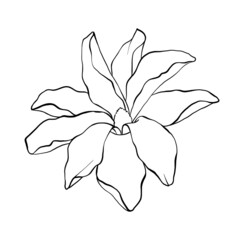 Magnolia tropical flower blossom drawing on white background. Sketch Hand Drawn line art Botanical Illustrations. Drawing vector graphics with floral pattern for natural design. Minimalist art