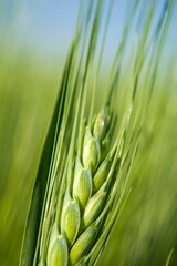 Barley ear, screensaver on the phone.