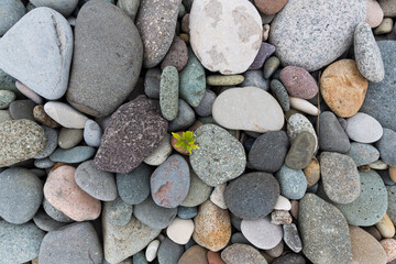 Sea gray stones. Background from sea. Wet gray stones for design. 