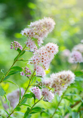 Blooming willow Spiraea in the summer garden with beautiful blurred bokeh green nature background. Ornamental plant. Macro. Selective focus