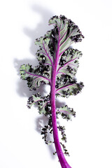 Fresh red kale isolated on a white background
