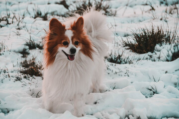 Chien blanc dans la neige
