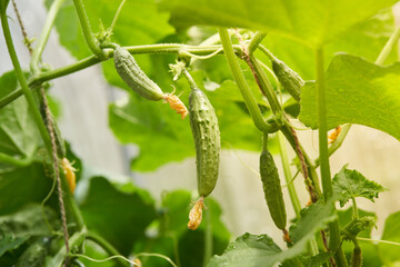 Young plants, flowering cucumbers in the sun, close-up on a background of green leaves. Young cucumbers on a branch in the greenhouse. High quality photo