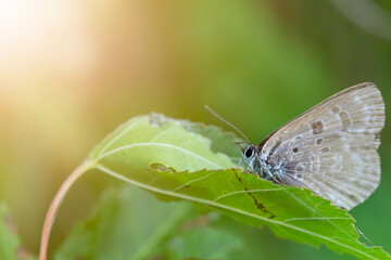 A butterfly on a leaf in the rays of the sun. Cupido argiades. Copy space