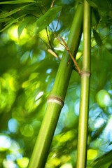 Obraz premium Bamboo.