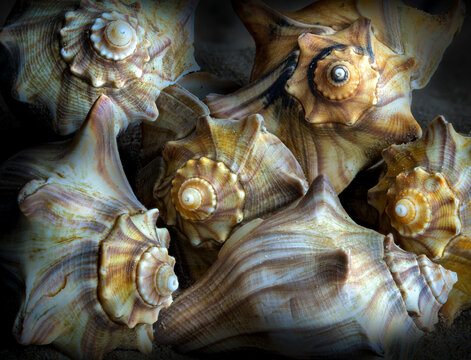 Collection of knobbed whelk shells (Busycon carica) on sandy beac.h.