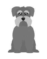 schnauzer dog pet