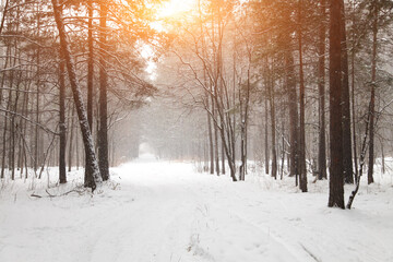 A snow-covered forest path, illuminated by day.A Walk On A Beautiful Winter Day.Background of a snowy fairy-tale winter with an alley of trees. High quality photo