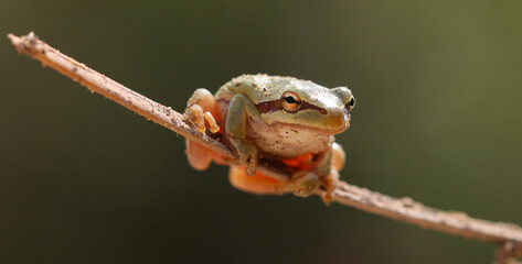 I share with you the very beautiful frames of the green tree frog in the nature environment
