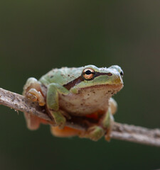 I share with you the very beautiful frames of the green tree frog in the nature environment
