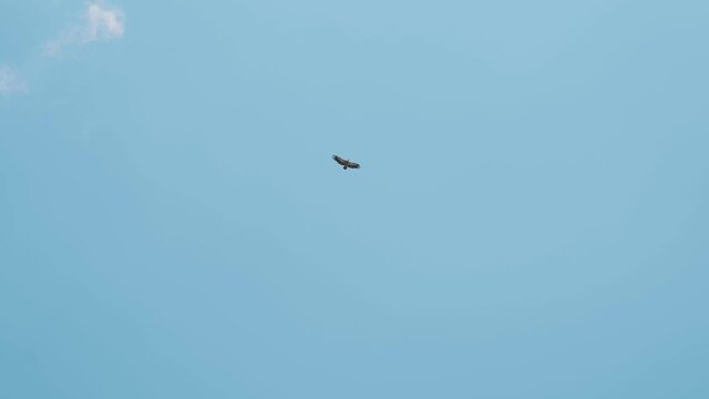 Flying falcon in sky. Action. Bottom view of beautifully soaring falcon in sky. Beautiful eagle flies on background of blue sky